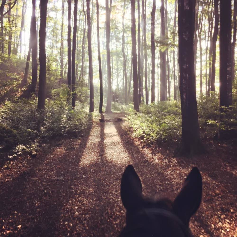 Meet your Posher, Carina